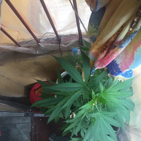 San Fernando vallaey og cush (SRB821) growlog timeline photo