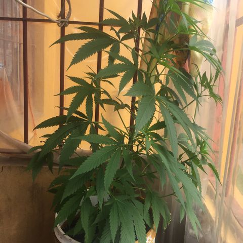 San Fernando vallaey og cush (SRB821) growlog timeline photo
