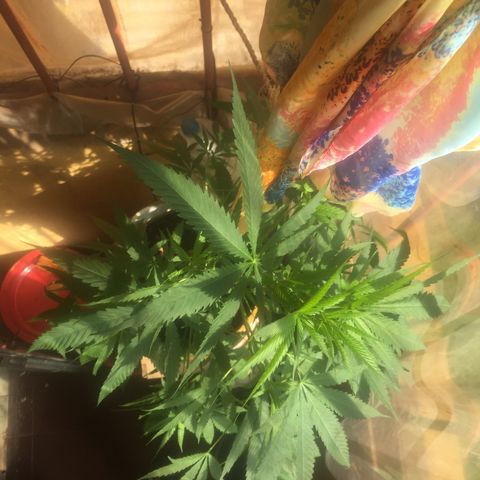 San Fernando vallaey og cush (SRB821) growlog timeline photo