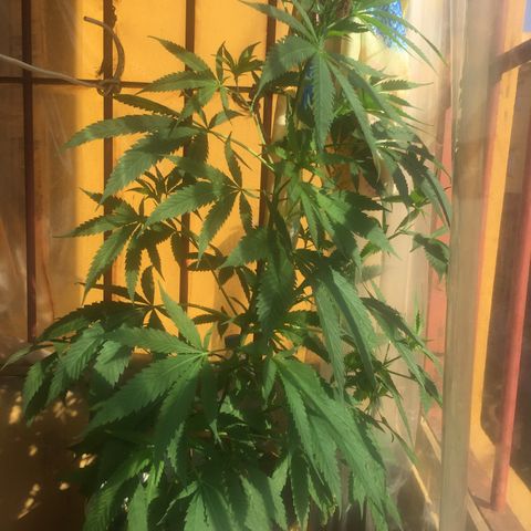 San Fernando vallaey og cush (SRB821) growlog timeline photo