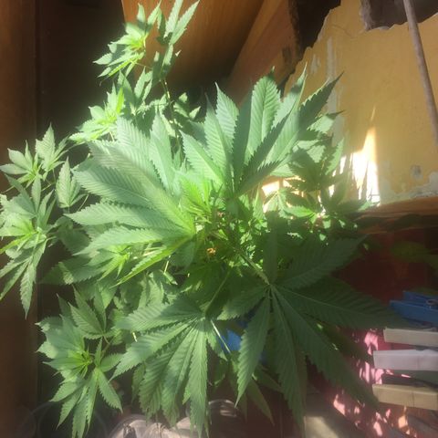 Whidak47[SXL141] growlog timeline photo