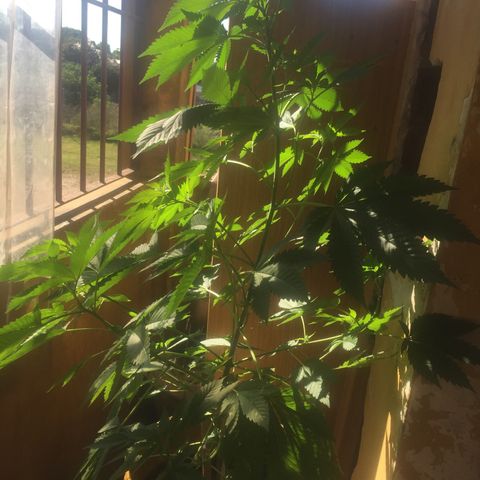 Whidak47[SXL141] growlog timeline photo