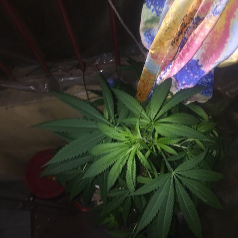 San Fernando vallaey og cush (SRB821) growlog timeline photo
