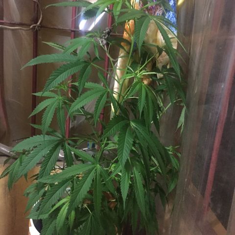 San Fernando vallaey og cush (SRB821) growlog timeline photo
