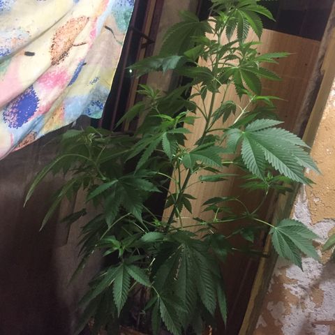 Whidak47[SXL141] growlog timeline photo