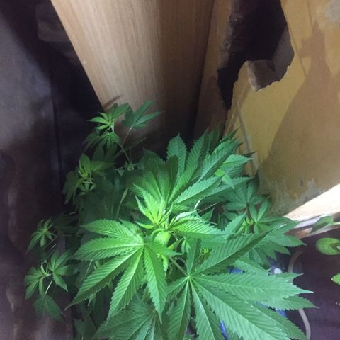 Whidak47[SXL141] growlog timeline photo