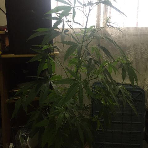 San Fernando vallaey og cush (SRB821) growlog timeline photo