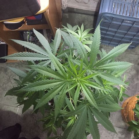 San Fernando vallaey og cush (SRB821) growlog timeline photo