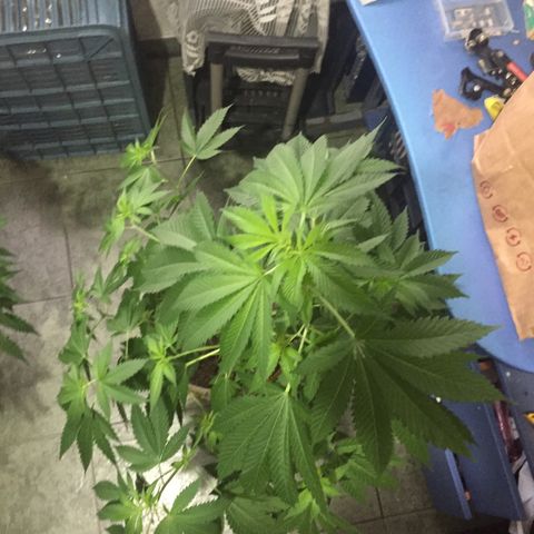 Whidak47[SXL141] growlog timeline photo