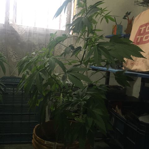 Whidak47[SXL141] growlog timeline photo