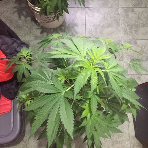 Whidak47[SXL141] growlog timeline photo