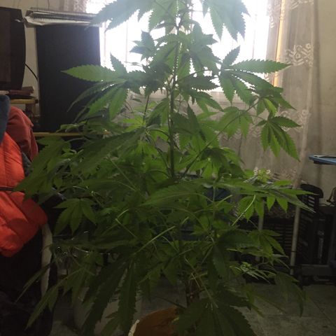 Whidak47[SXL141] growlog timeline photo