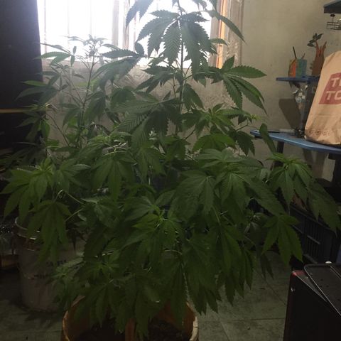 Whidak47[SXL141] growlog timeline photo