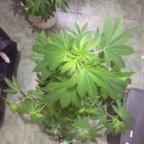 Whidak47[SXL141] growlog timeline photo