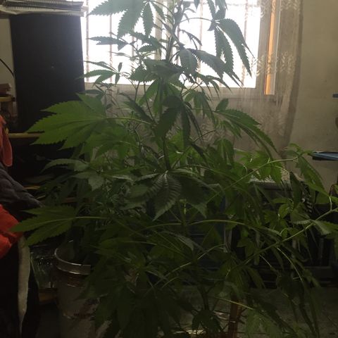 Whidak47[SXL141] growlog timeline photo