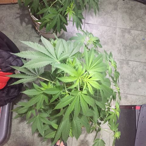 Whidak47[SXL141] growlog timeline photo