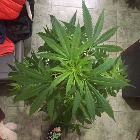 San Fernando vallaey og cush (SRB821) growlog timeline photo