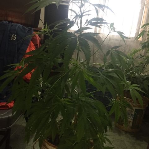 San Fernando vallaey og cush (SRB821) growlog timeline photo