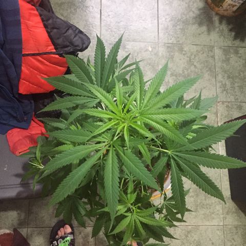 San Fernando vallaey og cush (SRB821) growlog timeline photo