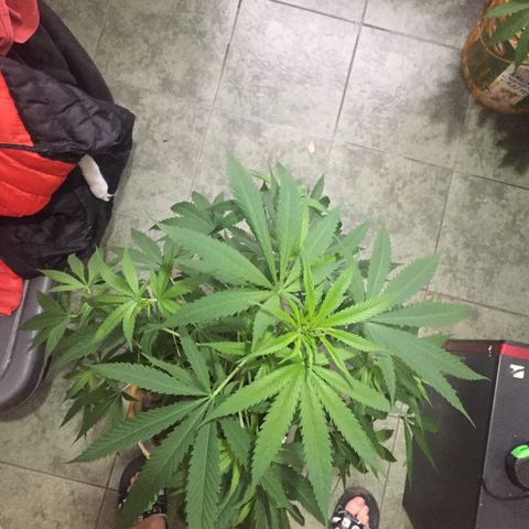 San Fernando vallaey og cush (SRB821) growlog timeline photo