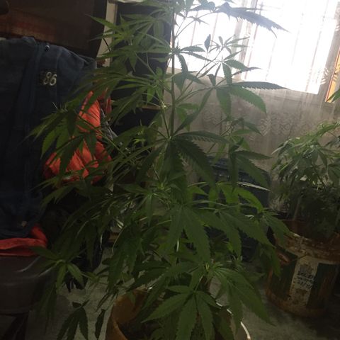 San Fernando vallaey og cush (SRB821) growlog timeline photo