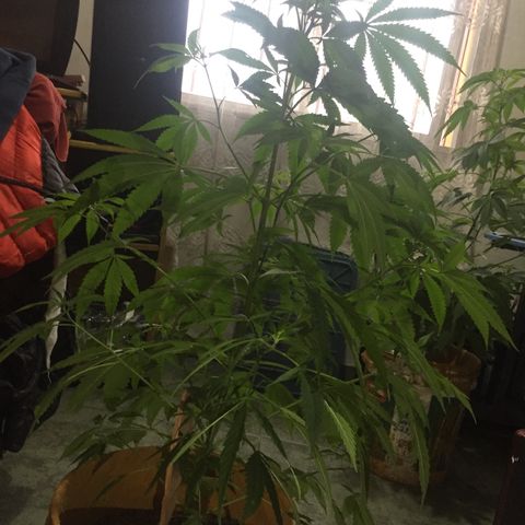 San Fernando vallaey og cush (SRB821) growlog timeline photo