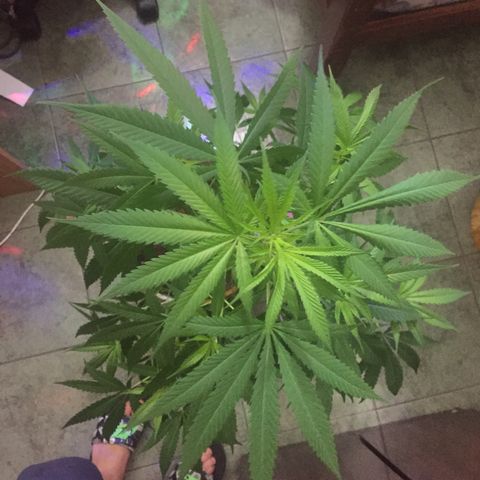 San Fernando vallaey og cush (SRB821) growlog timeline photo