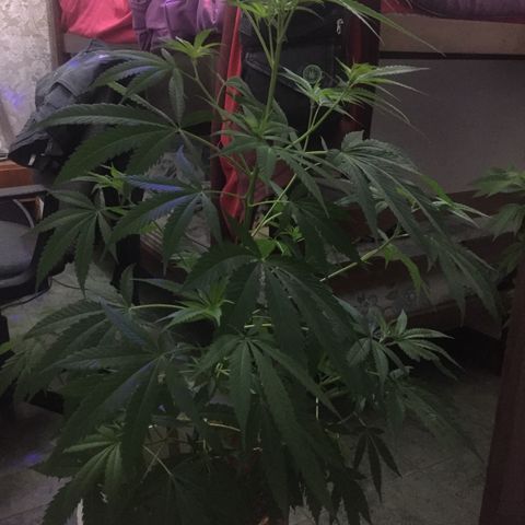 San Fernando vallaey og cush (SRB821) growlog timeline photo