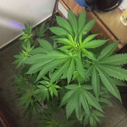 Whidak47[SXL141] growlog timeline photo