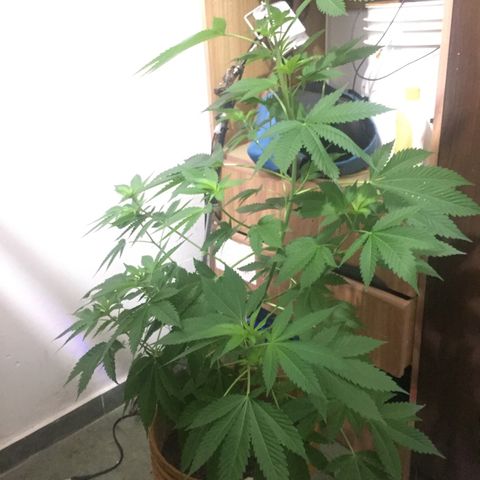 Whidak47[SXL141] growlog timeline photo