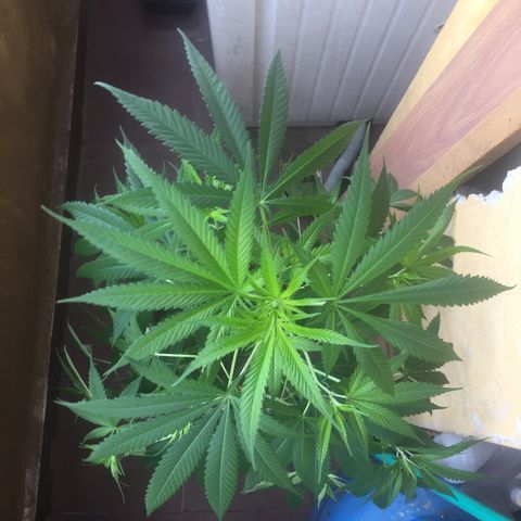 San Fernando vallaey og cush (SRB821) growlog timeline photo