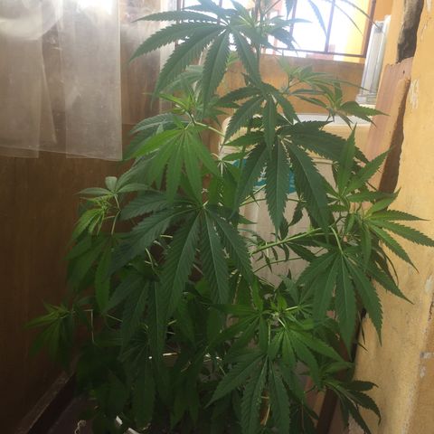 San Fernando vallaey og cush (SRB821) growlog timeline photo