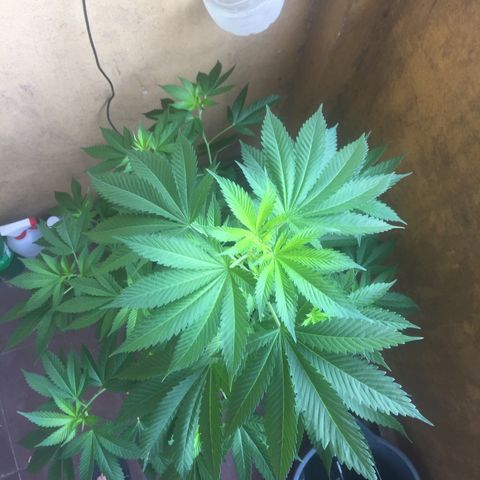 Whidak47[SXL141] growlog timeline photo