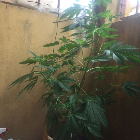 Whidak47[SXL141] growlog timeline photo