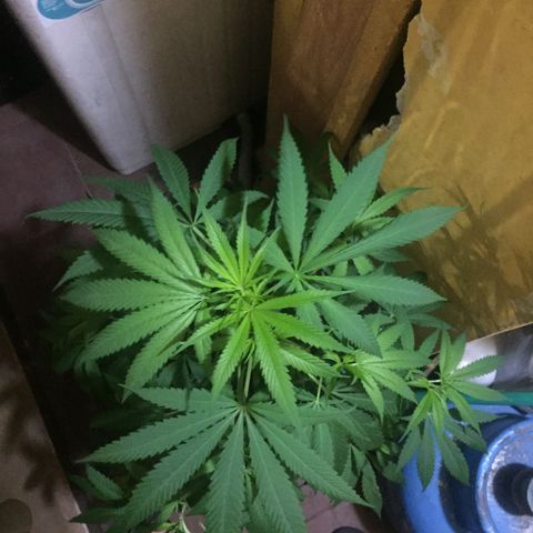 San Fernando vallaey og cush (SRB821) growlog timeline photo