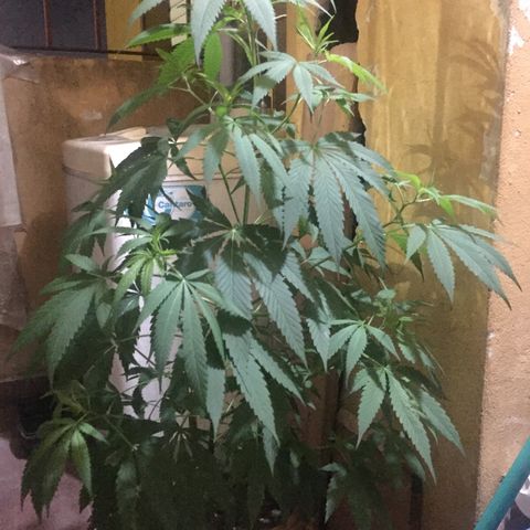 San Fernando vallaey og cush (SRB821) growlog timeline photo