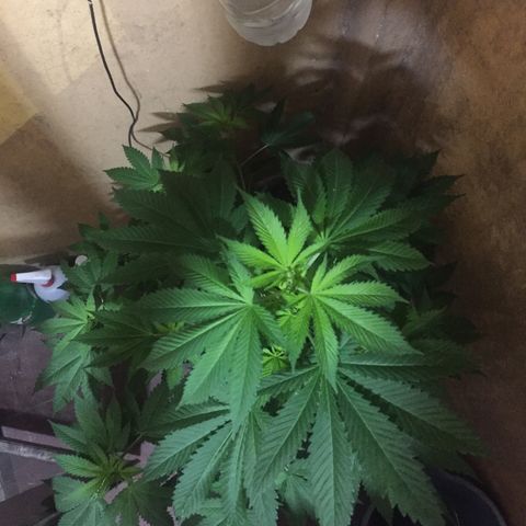 Whidak47[SXL141] growlog timeline photo