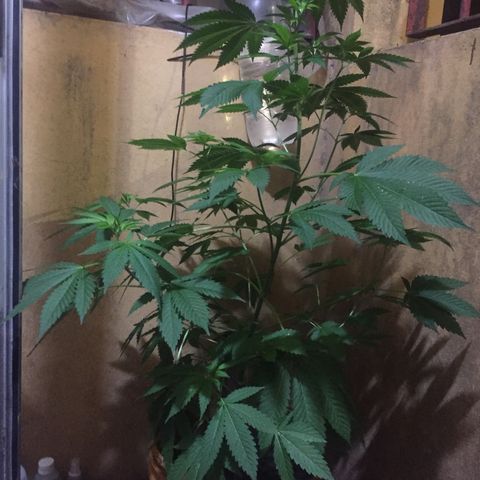 Whidak47[SXL141] growlog timeline photo