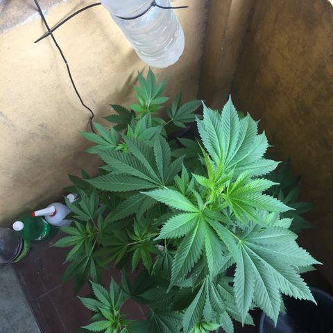Whidak47[SXL141] growlog timeline photo