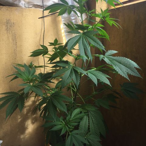 Whidak47[SXL141] growlog timeline photo