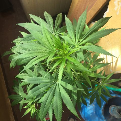 San Fernando vallaey og cush (SRB821) growlog timeline photo