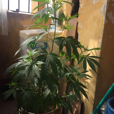 San Fernando vallaey og cush (SRB821) growlog timeline photo