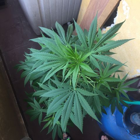 San Fernando vallaey og cush (SRB821) growlog timeline photo