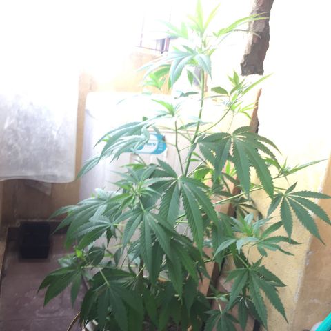 San Fernando vallaey og cush (SRB821) growlog timeline photo