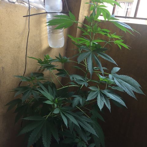 Whidak47[SXL141] growlog timeline photo