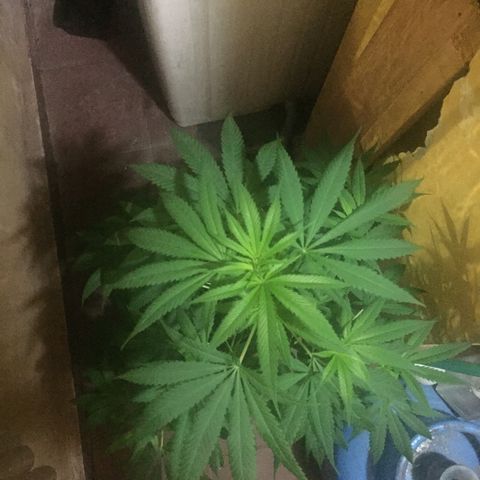 San Fernando vallaey og cush (SRB821) growlog timeline photo