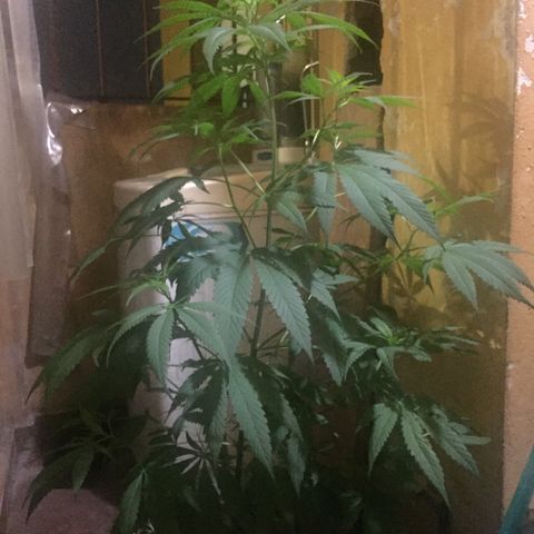 San Fernando vallaey og cush (SRB821) growlog timeline photo