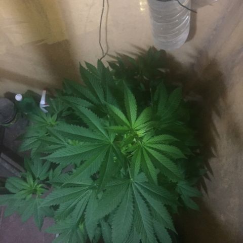Whidak47[SXL141] growlog timeline photo