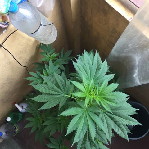 Whidak47[SXL141] growlog timeline photo