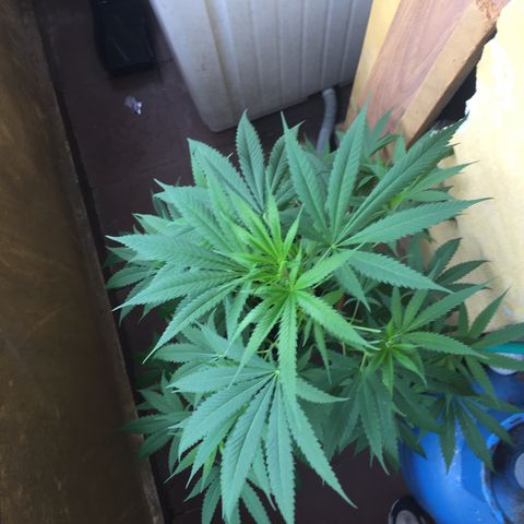 San Fernando vallaey og cush (SRB821) growlog timeline photo